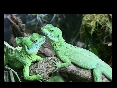 Women's Small iguana